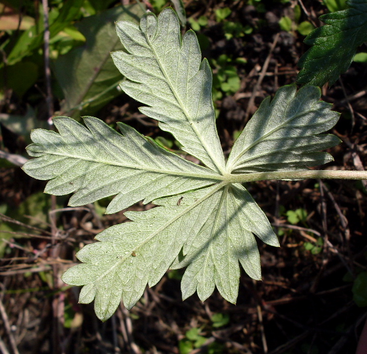 Image of Potentilla argentea specimen.