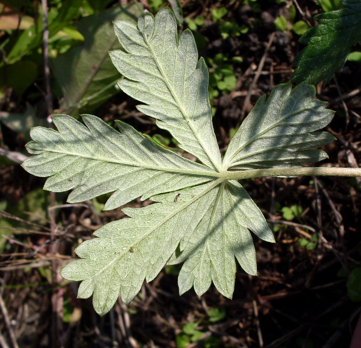 Изображение особи Potentilla argentea.