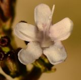 Valeriana dioscoridis