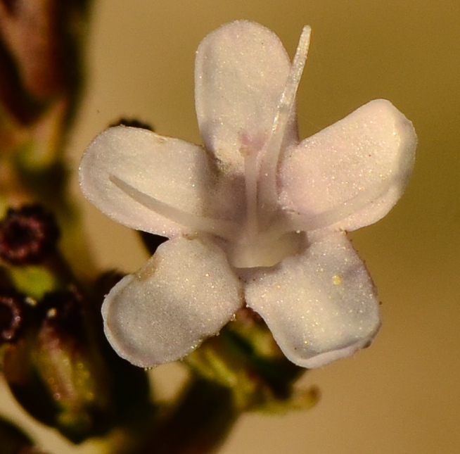 Image of Valeriana dioscoridis specimen.