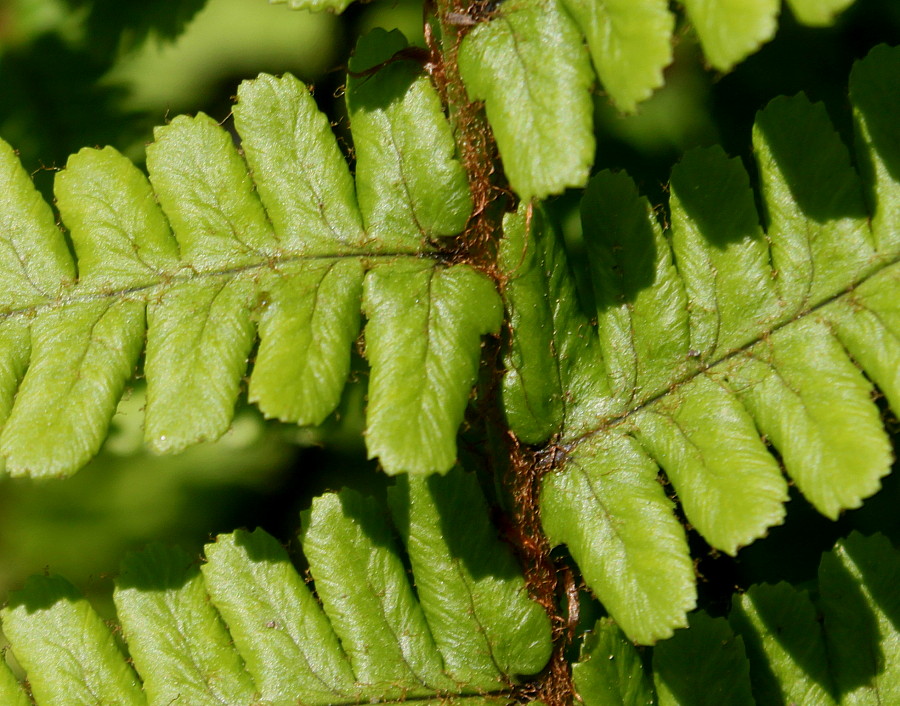 Image of Dryopteris affinis specimen.