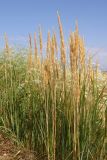 Calamagrostis glomerata