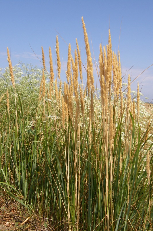 Изображение особи Calamagrostis glomerata.