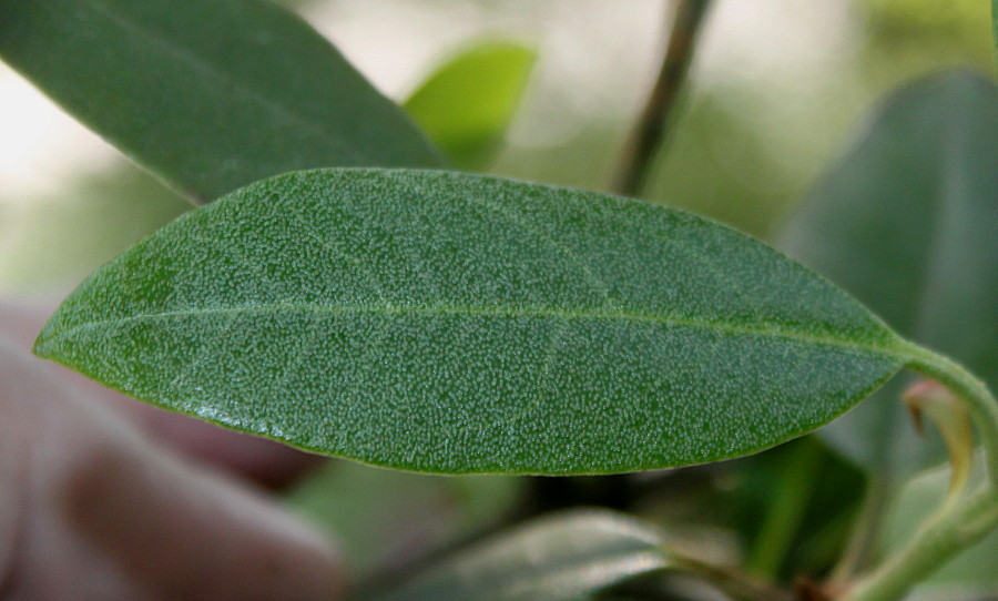 Image of Rhododendron rubiginosum specimen.