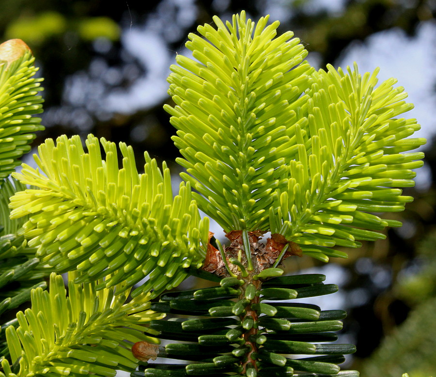 Image of Abies numidica specimen.