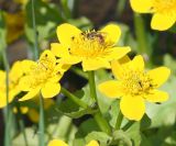 Caltha palustris