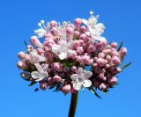 Valeriana salina