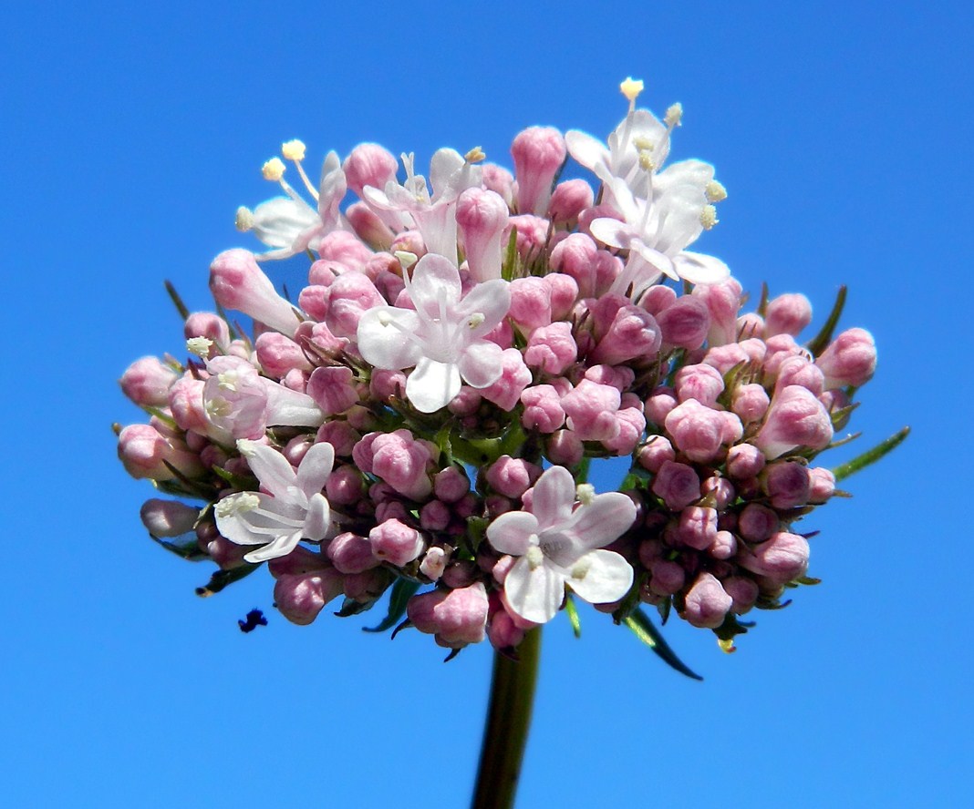 Image of Valeriana salina specimen.