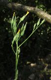 Lactuca chaixii. Верхушка побега с закрытыми соцветиями. Крым, Карадагский заповедник, гора Сюрю-Кая, каменистая осыпь в дубовом лесу. 25 июня 2014 г.