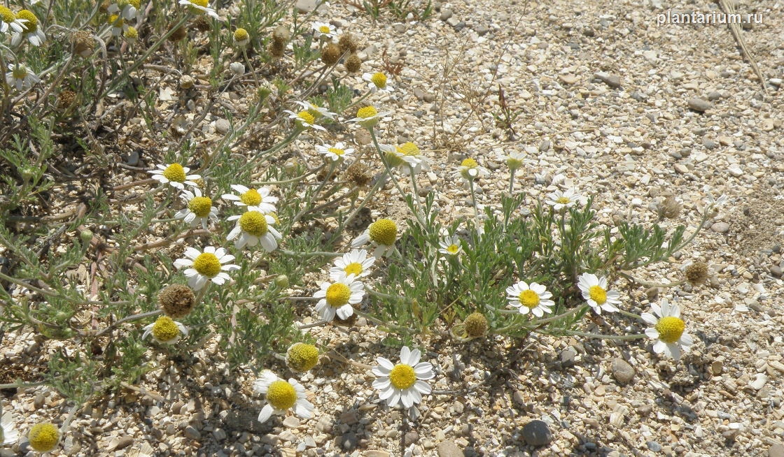 Image of Anthemis ruthenica specimen.