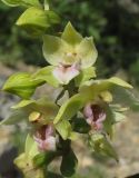 Epipactis helleborine. Часть соцветия. Крым, окр. Феодосии, гора Эчкидаг, каменистая осыпь. 3 июля 2014 г.