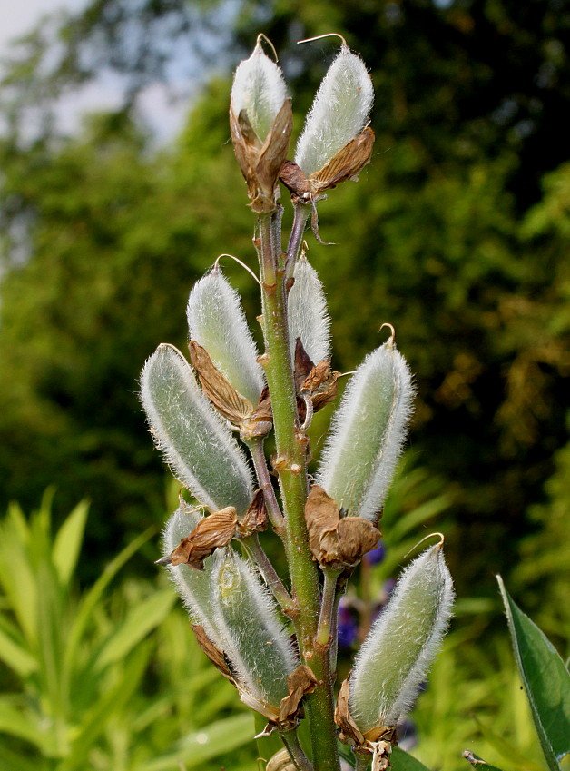 Изображение особи Lupinus polyphyllus.