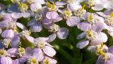 Achillea millefolium