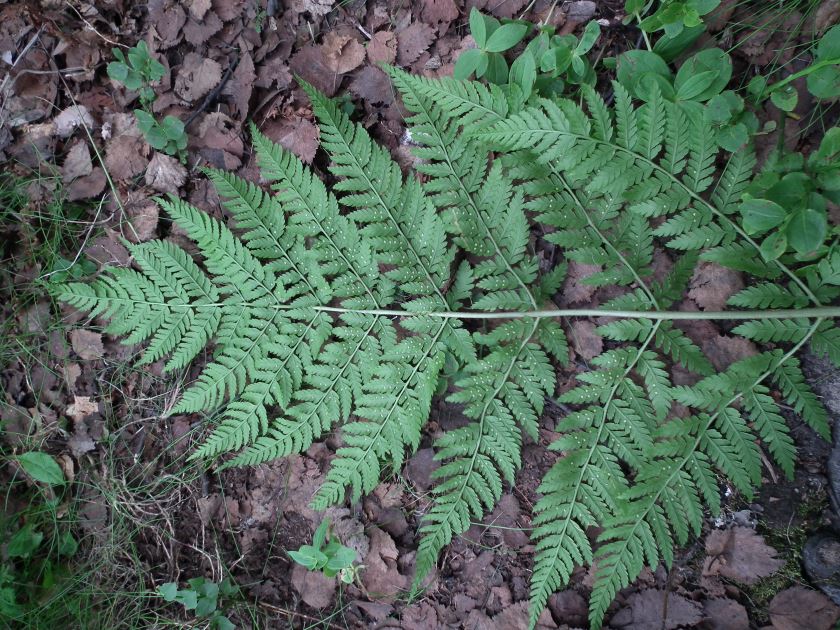 Image of Dryopteris assimilis specimen.