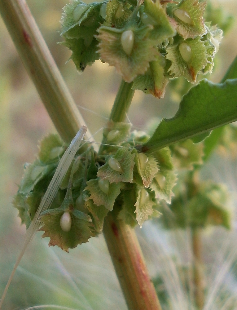 Image of Rumex stenophyllus specimen.