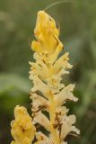 Orobanche alba форма lutescens. Верхушка соцветия. Ростовская обл., Мясниковский р-н, Чулекская балка. 01.06.2014.