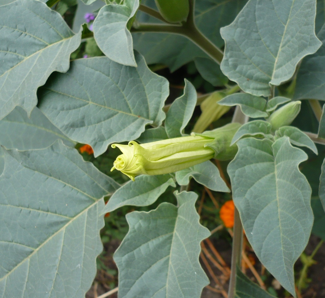 Изображение особи Datura innoxia.