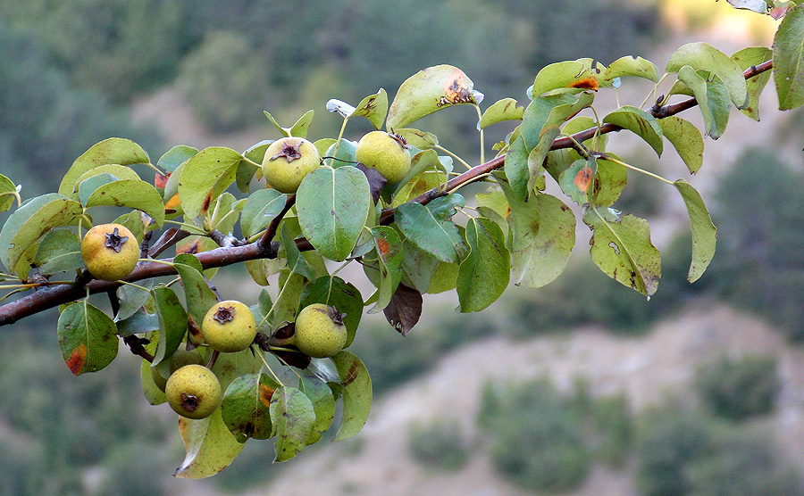 Image of Pyrus caucasica specimen.