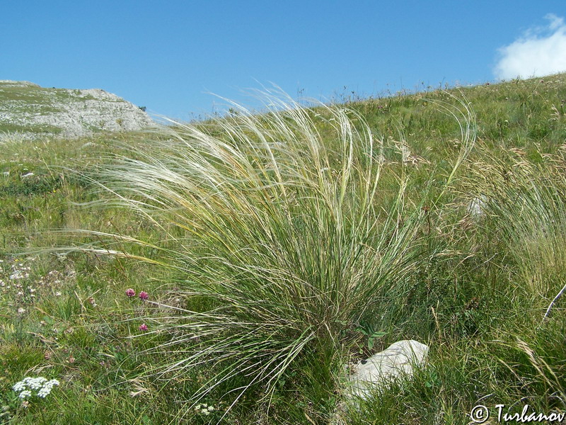 Изображение особи род Stipa.