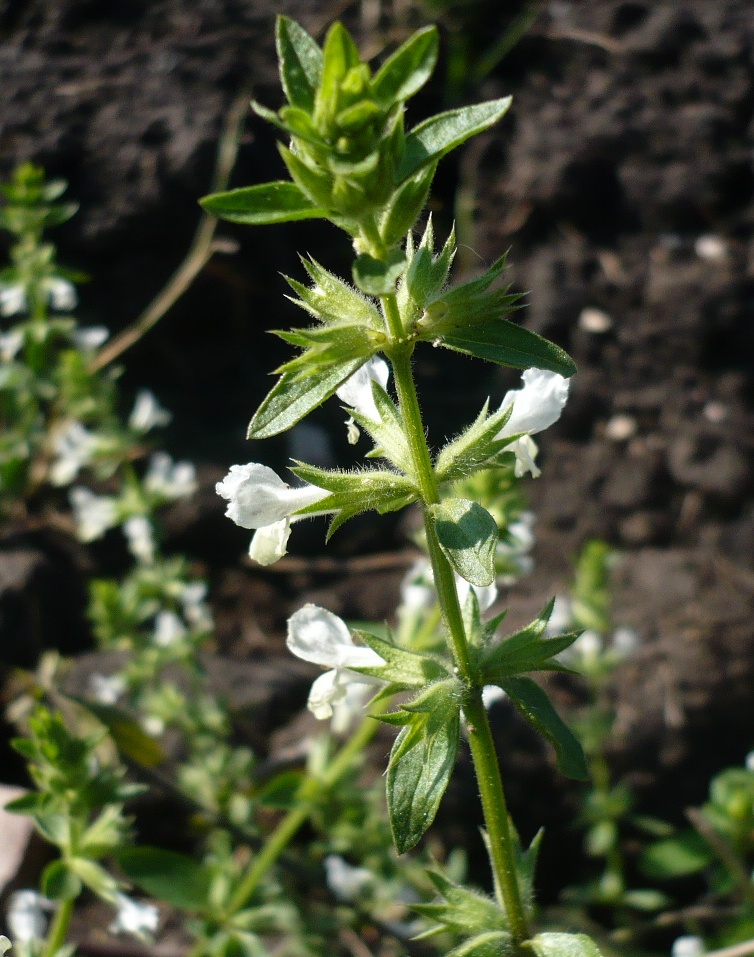 Image of Stachys annua specimen.