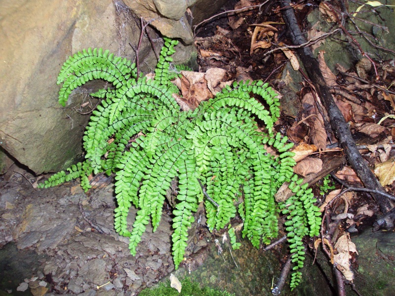 Image of Asplenium trichomanes specimen.