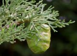 Cupressus torulosa. Верхние части побегов и невызревшая шишка. Германия, г. Дюссельдорф, Ботанический сад университета. 05.09.2014.