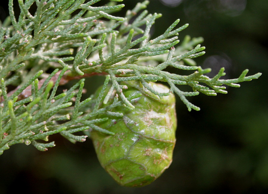 Image of Cupressus torulosa specimen.