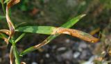 Linaria vulgaris