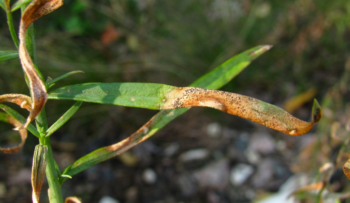 Image of Linaria vulgaris specimen.