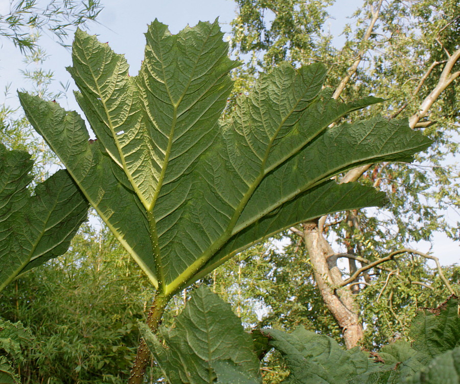 Изображение особи Gunnera tinctoria.