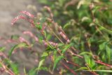 Persicaria lapathifolia. Побег с соцветиями. Ленинградская обл., Кургальский заказник, песчаный берег Финского залива, зона забрызга. 16.08.2014.