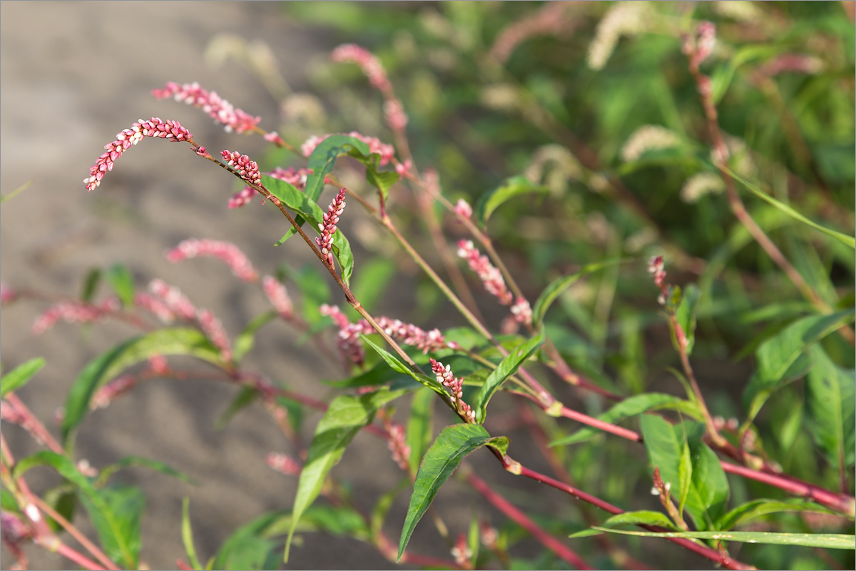 Image of Persicaria lapathifolia specimen.