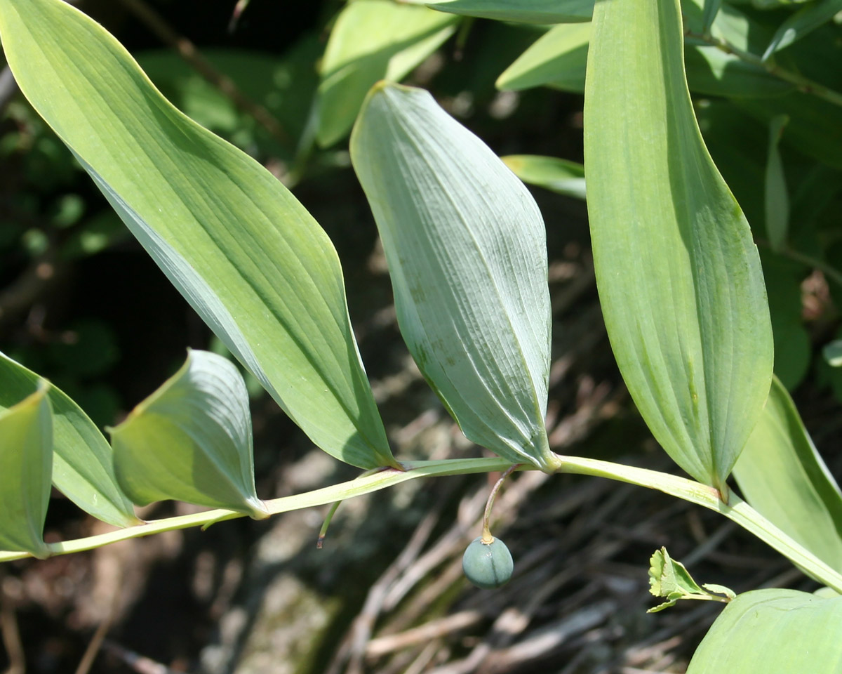 Image of Polygonatum odoratum specimen.