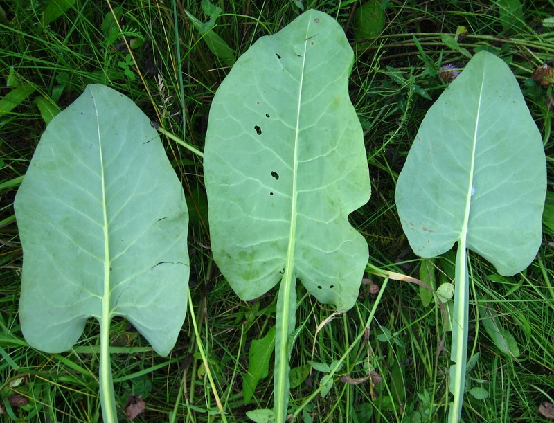 Изображение особи Ligularia glauca.