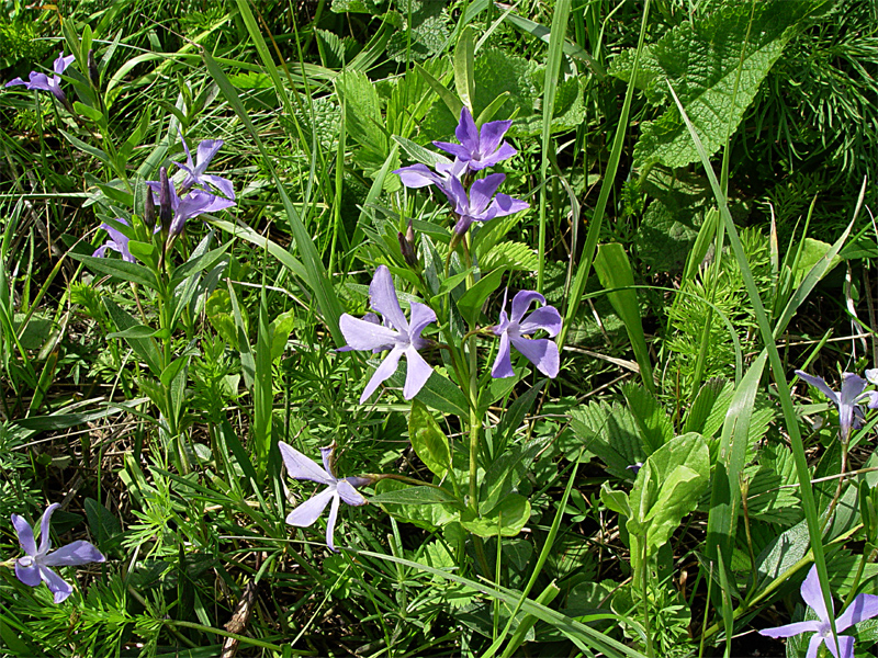 Изображение особи Vinca herbacea.