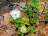 Spiraea beauverdiana