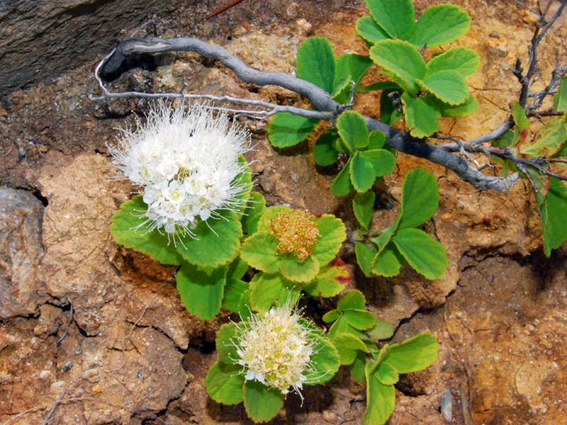 Image of Spiraea beauverdiana specimen.