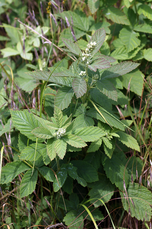 Изображение особи Rubus canescens.