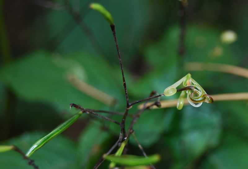 Image of Impatiens parviflora specimen.