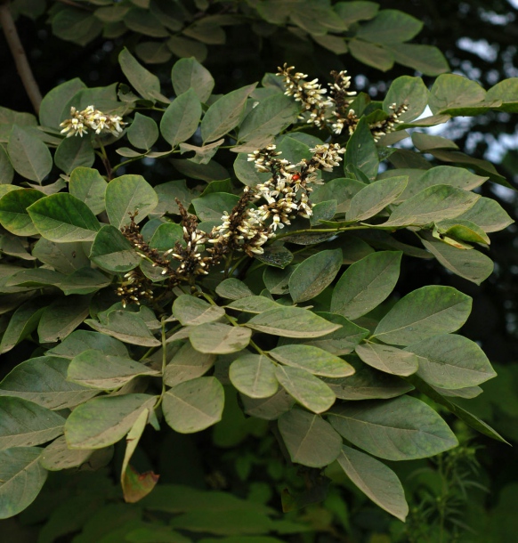 Image of Maackia amurensis specimen.