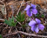 Viola milanae