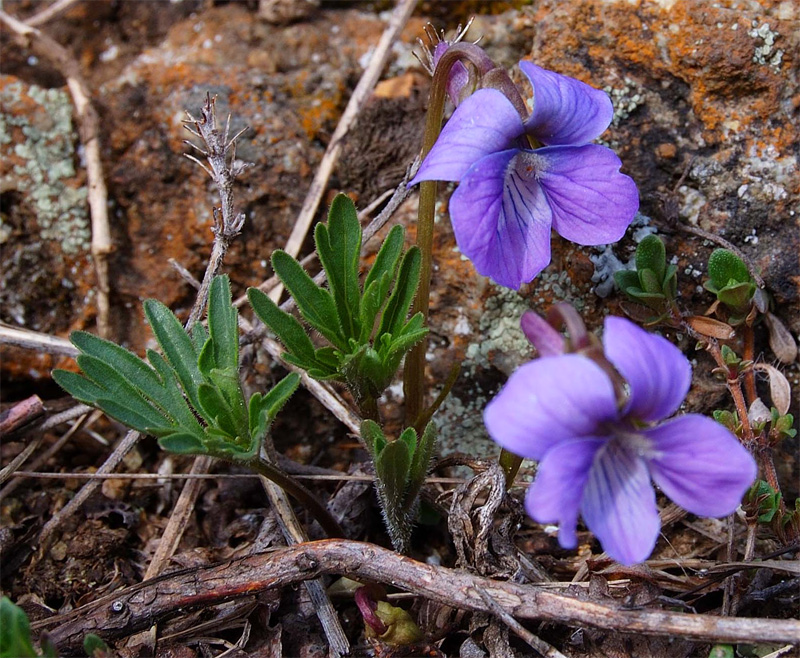 Image of Viola milanae specimen.