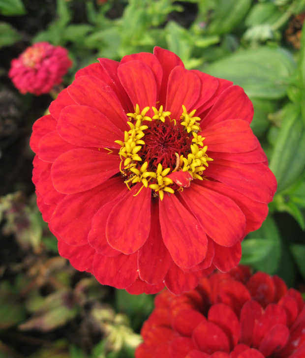 Изображение особи Zinnia elegans.