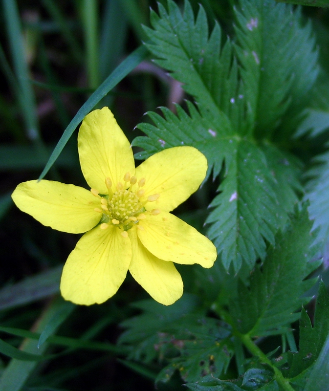 Изображение особи Potentilla anserina.