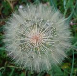 Tragopogon dubius ssp. major
