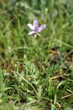 Erodium cicutarium