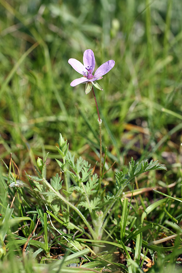 Изображение особи Erodium cicutarium.