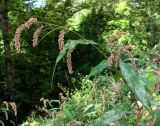 Persicaria lapathifolia. Верхушка веточки с соплодиями; листья поражены мучнисторосяным грибом Erysiphe polygoni. Краснодарский край, Сочи, окр. Адлера, рудеральное место. 07.10.2014.