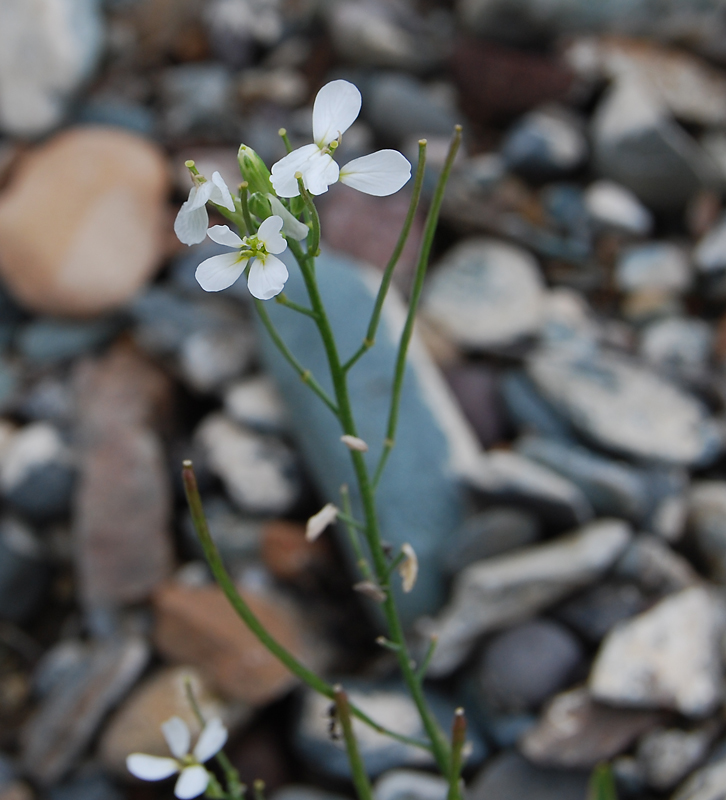 Изображение особи Erysimum inense.