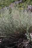 Artemisia juncea